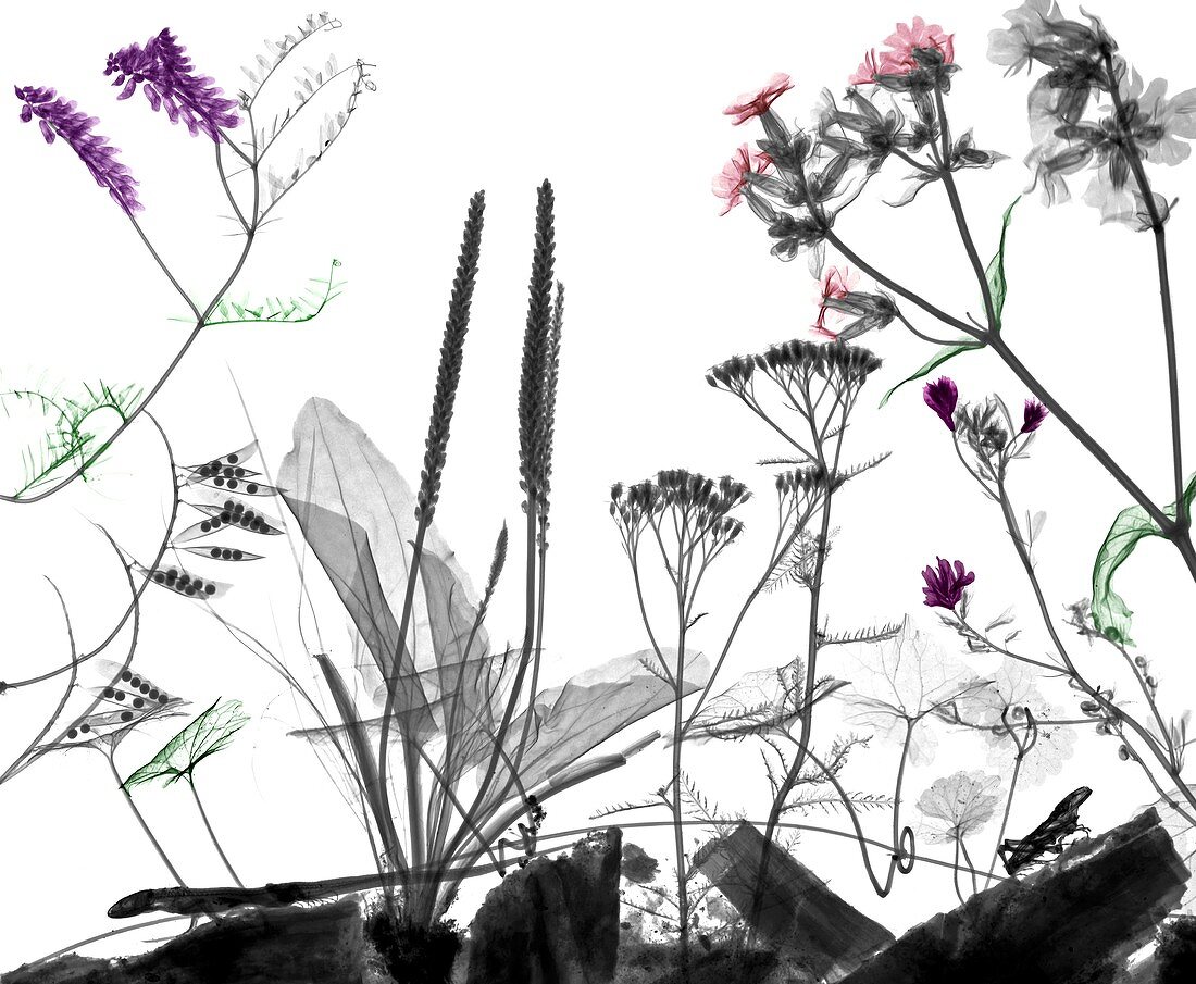 Roadside animals and flowering plants, X-ray
