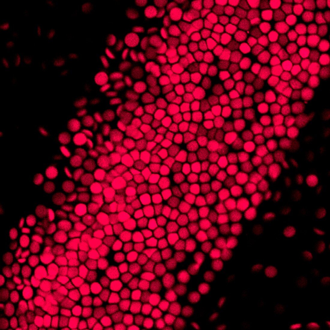 Red blood cell-mimicking nanotechnology