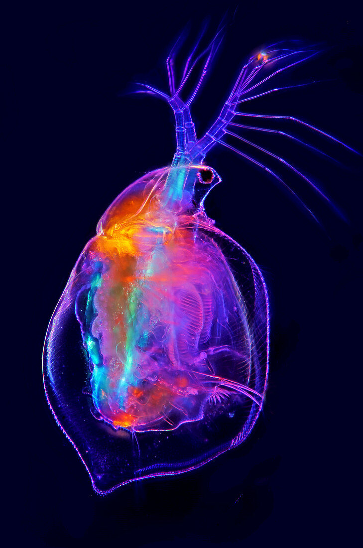 Waterflea, light micrograph