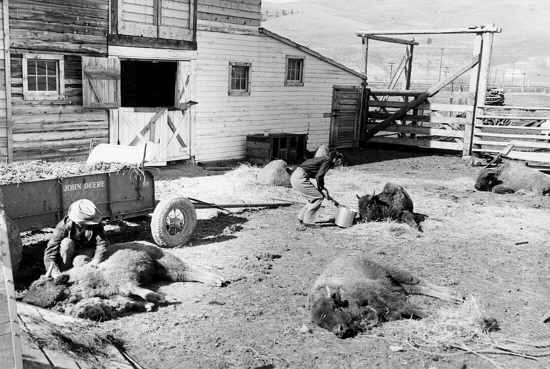 Tick paralysis in bison, 1950s