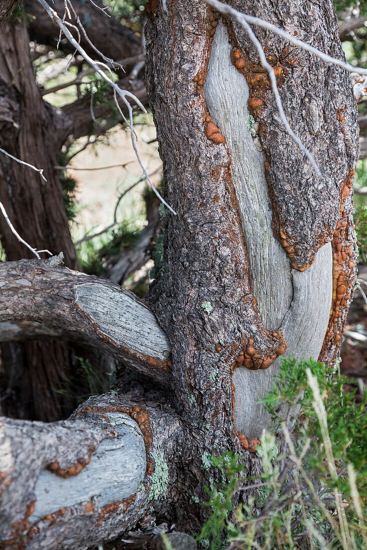 Porcupine damaged tree, New Mexico, USA