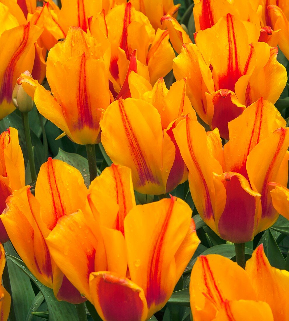 Tulips (Tulipa 'Chopin')
