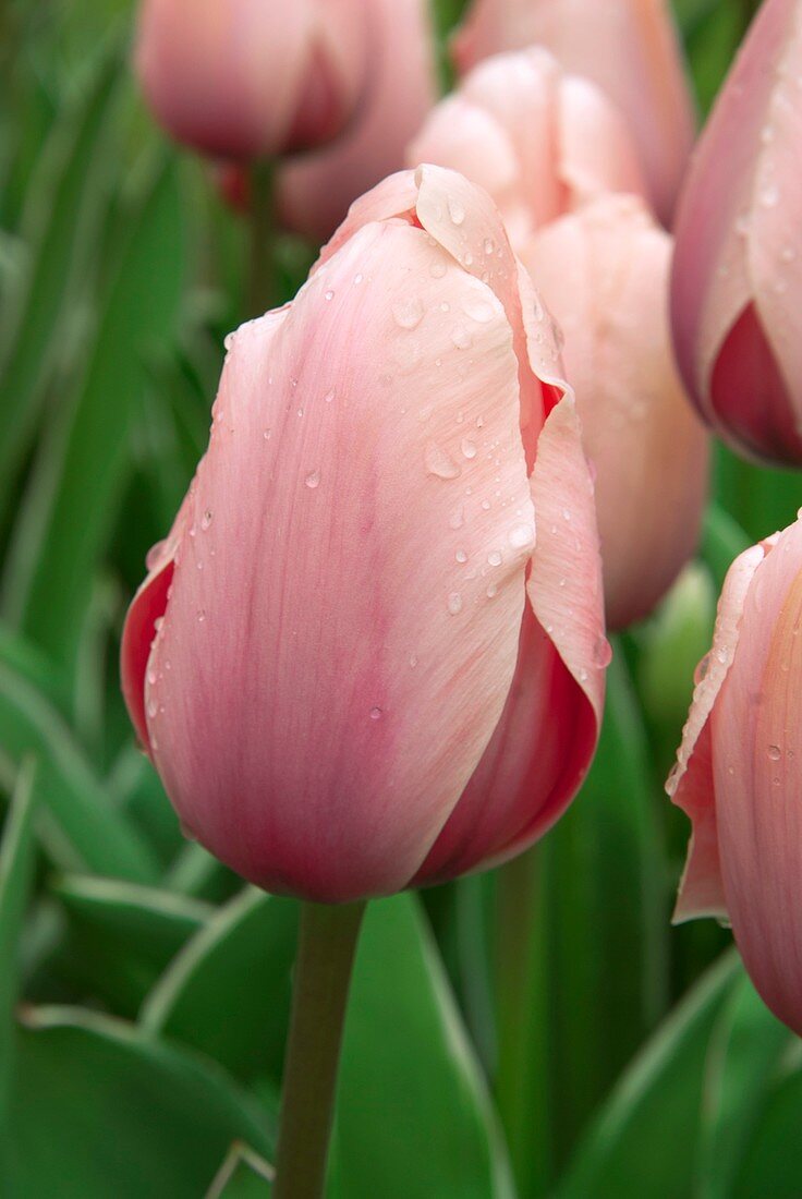 Tulip (Tulipa 'Sweet Impression')