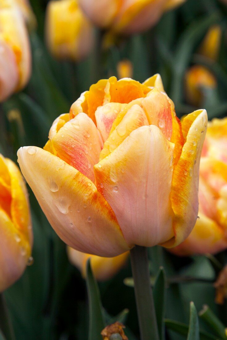 Tulip (Tulipa 'Foxy Foxtrot')