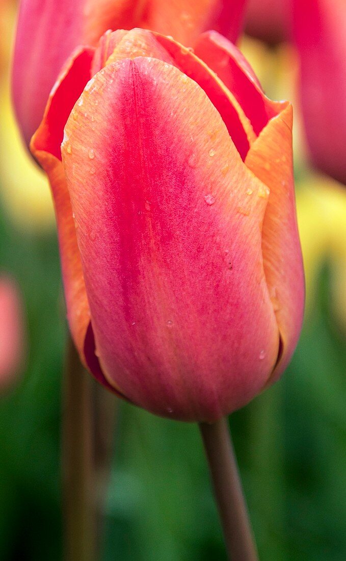 Tulip (Tulipa 'Charade')