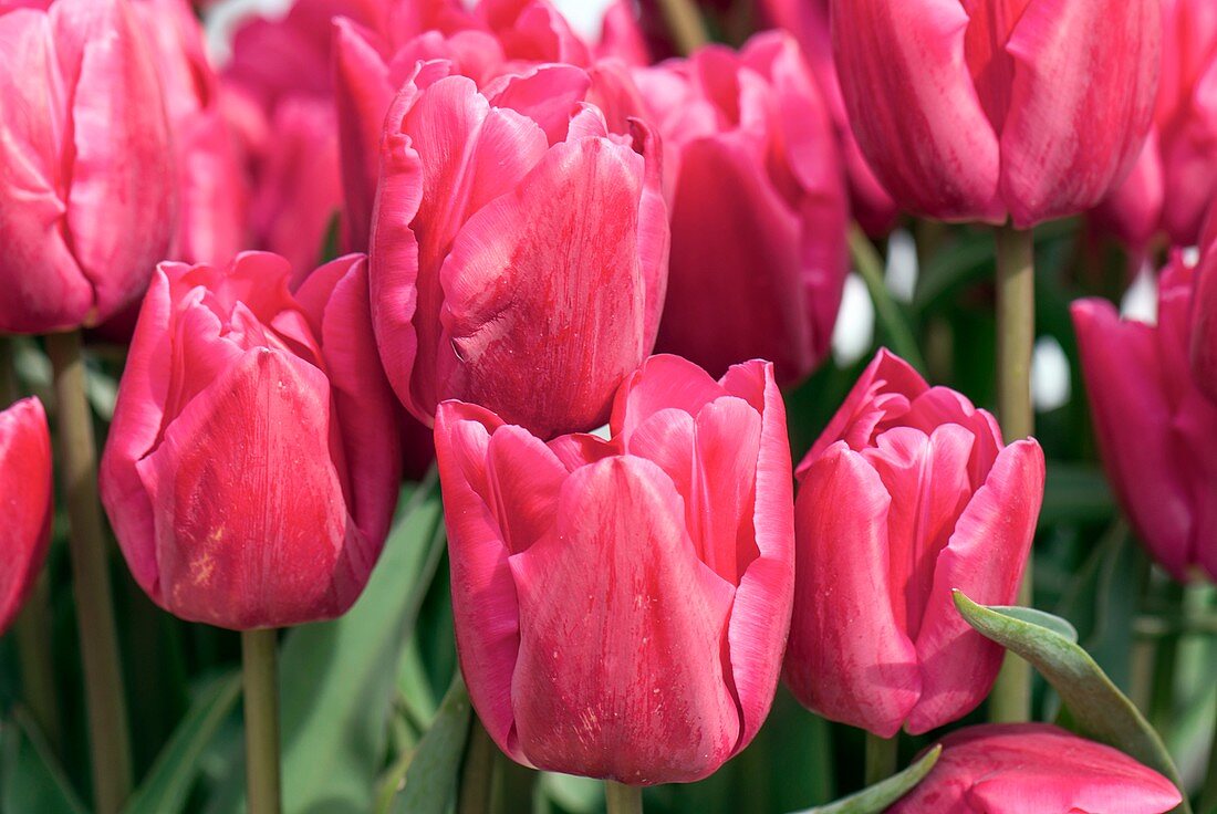 Tulips (Tulipa 'Purple Ten')
