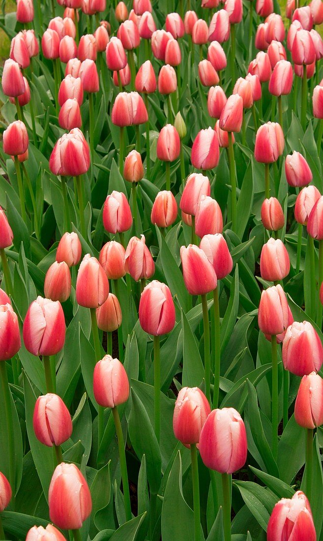 Tulip (Tulipa 'Ollioules')
