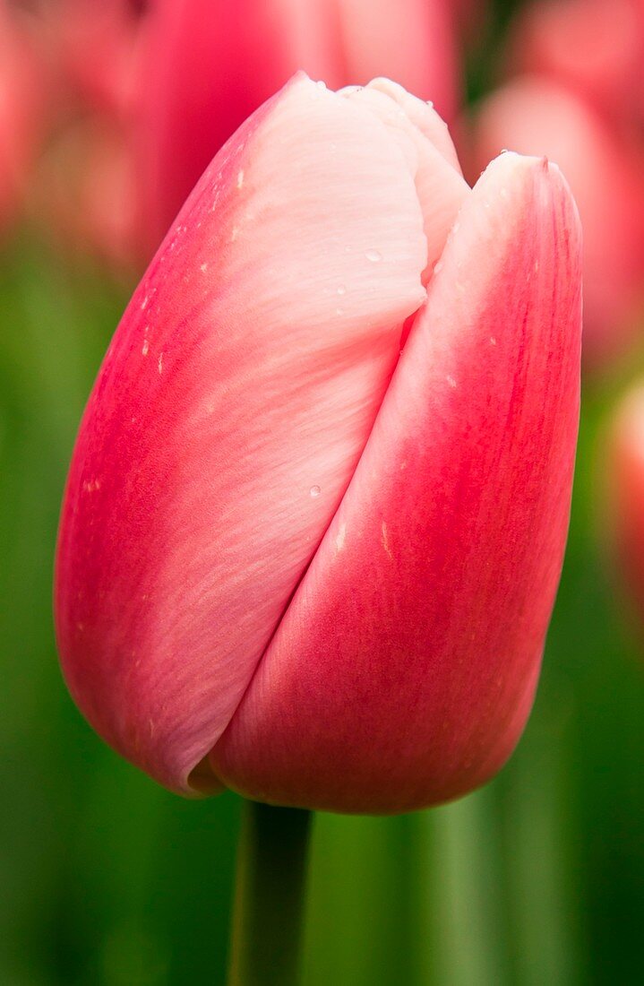 Tulip (Tulipa 'Ollioules')