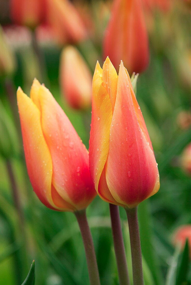 Tulips (Tulipa 'Blushing Lady')