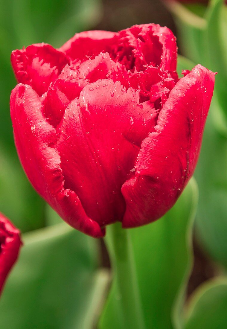 Tulip (Tulipa 'Lion King')