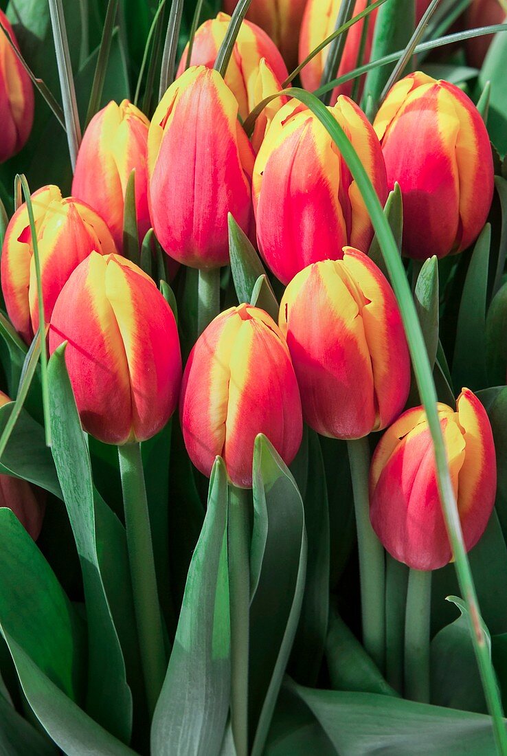 Tulips (Tulipa 'Dow Jones')