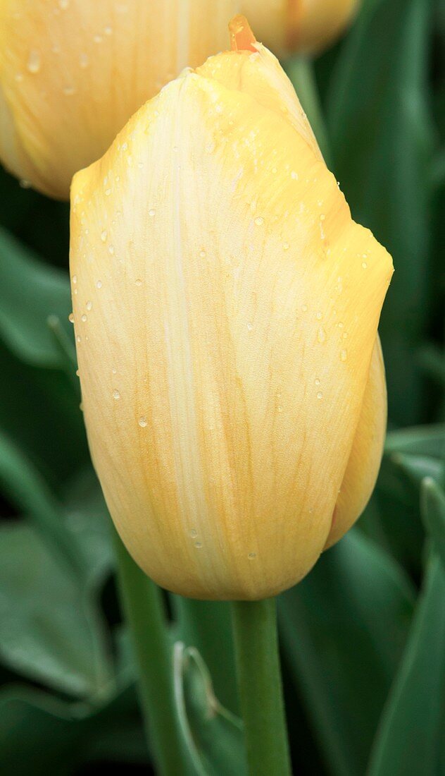 Tulip (Tulipa 'Golden Prins Claus')