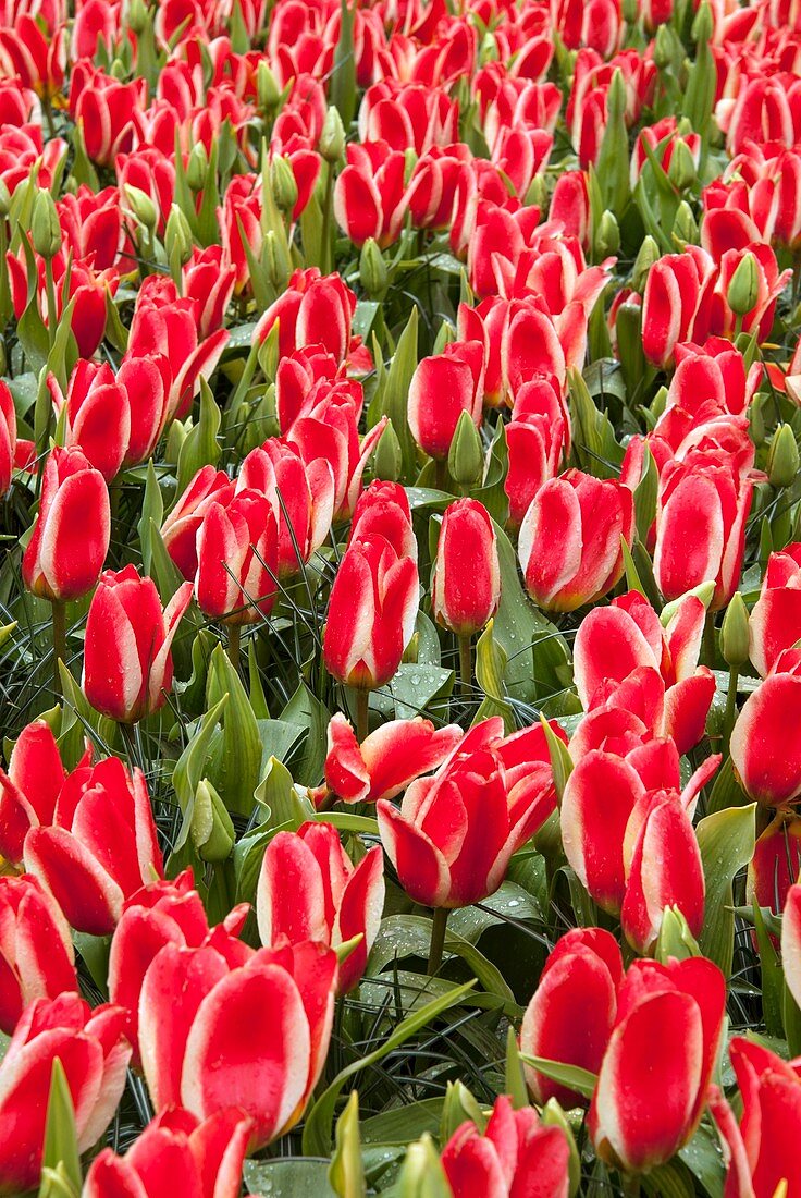 Tulips (Tulipa 'World Expression')