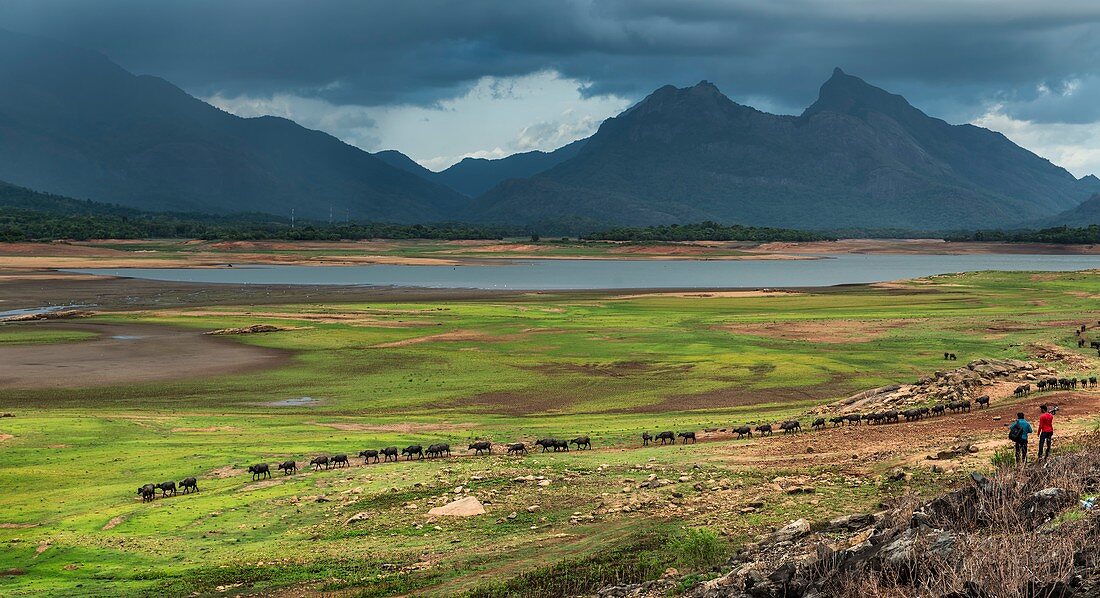 Water buffalo in a valley, India