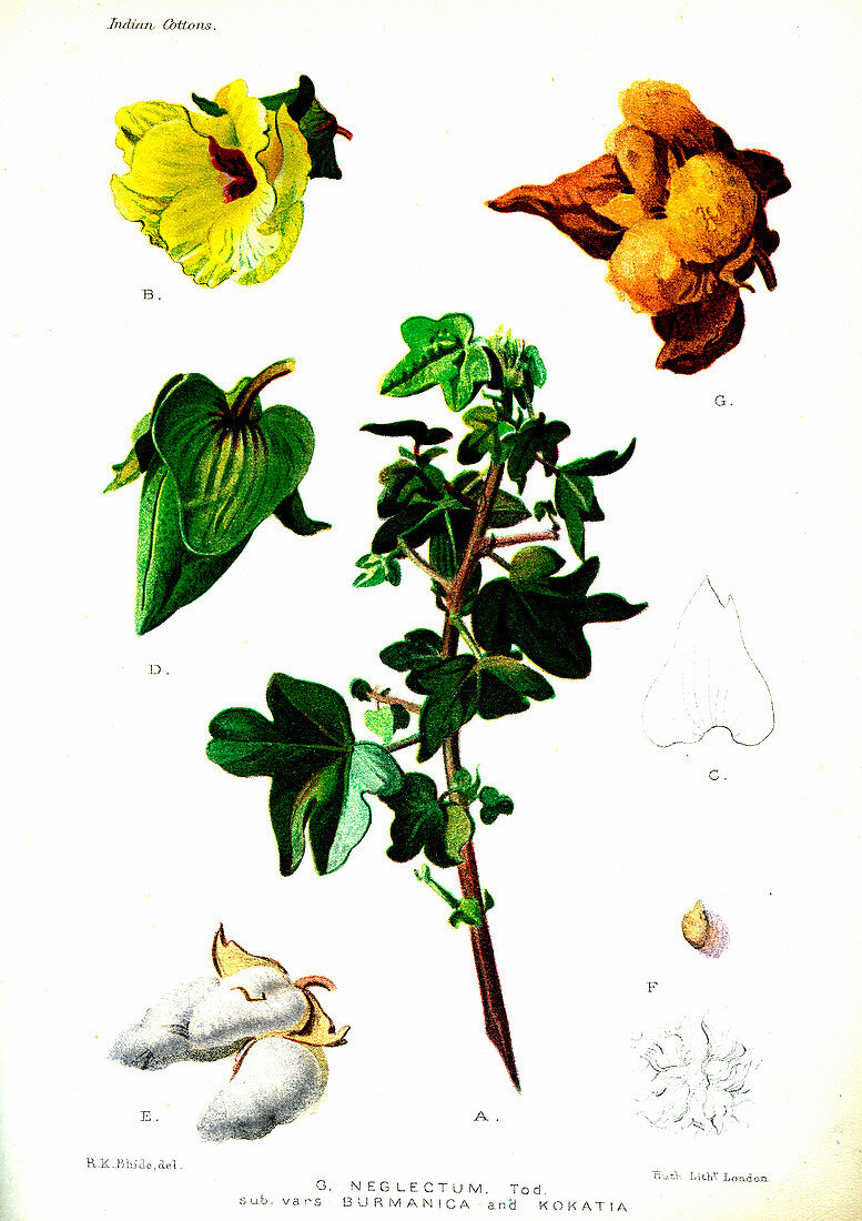Cotton (Gossypium neglectis), 20th Century illustration