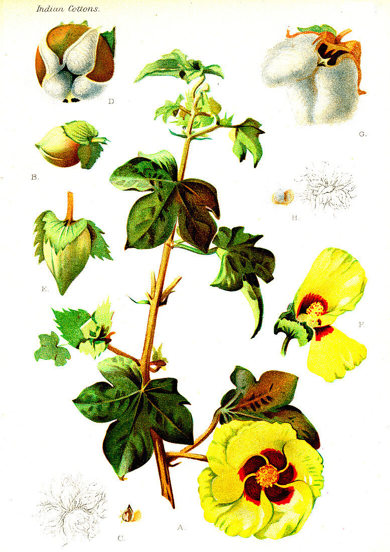 Cotton (Gossypium herbaceum), 20th Century illustration