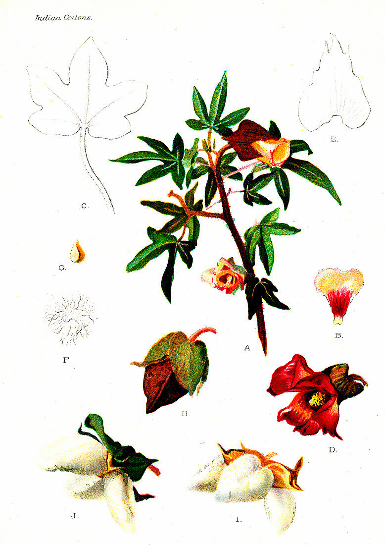 Cotton (Gossypium sanguineum), 20th Century illustration