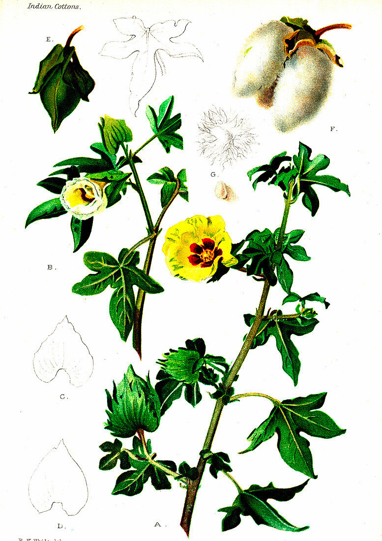Cotton (Gossypium intermedium), 20th Century illustration