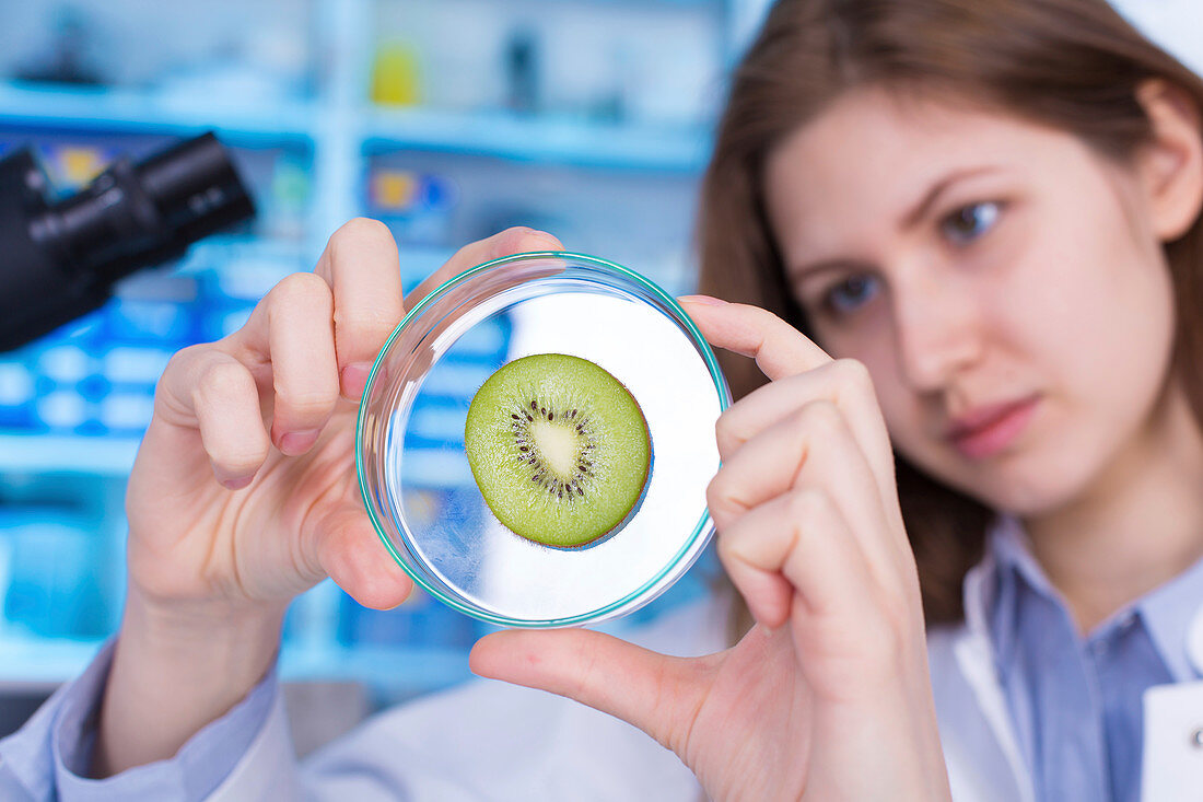 Woman looking at kiwi fruit in petri dish