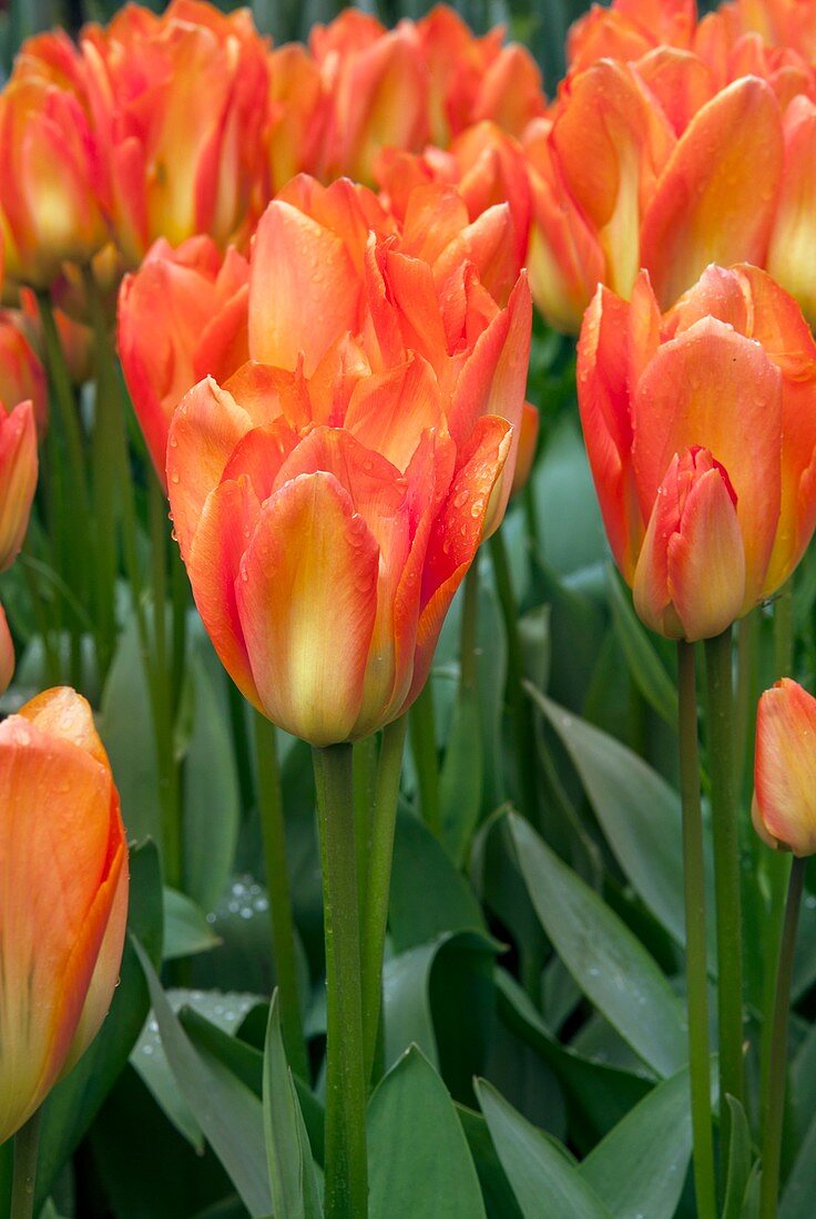 Tulips (Tulipa fosteriana 'Orange Emperor')