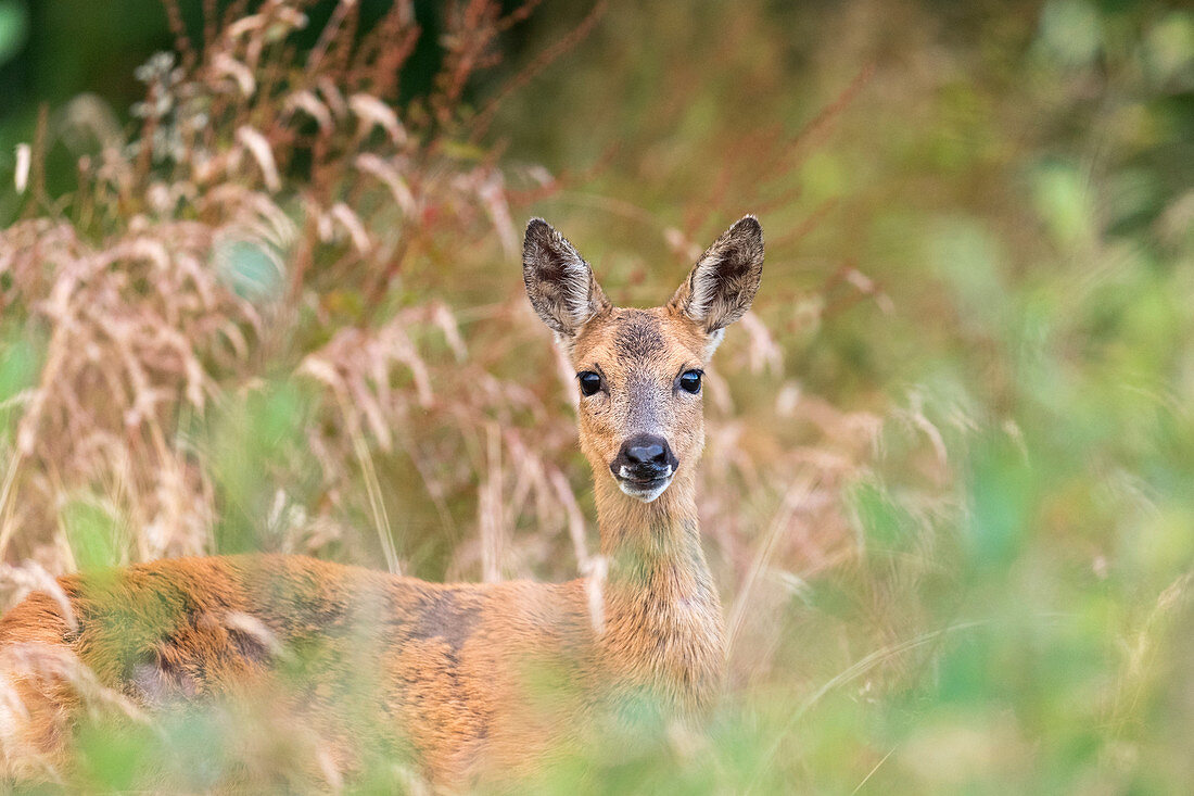 Roe deer in tall grass