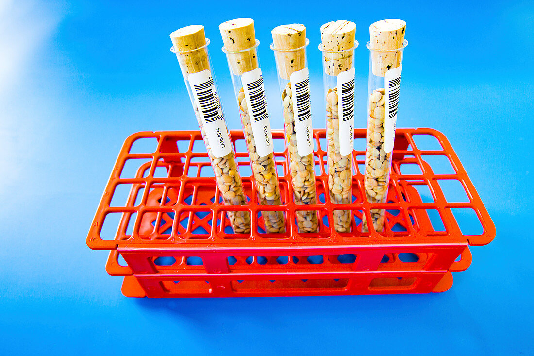 Lentils in test tubes in a test tube rack