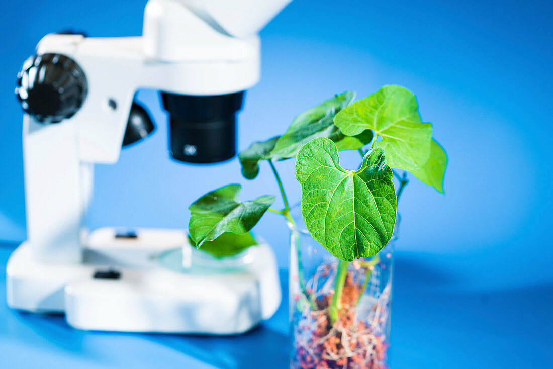 Plants in beaker with a microscope