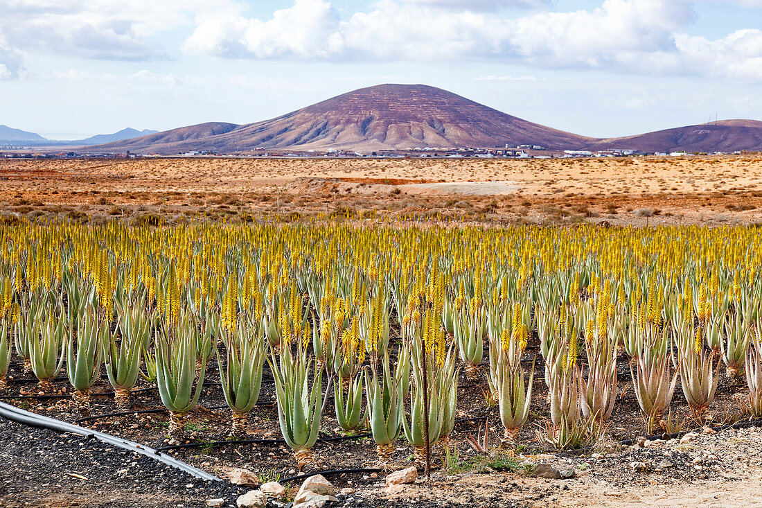 Aloe vera plants, Fuerteventura, Canary Islands