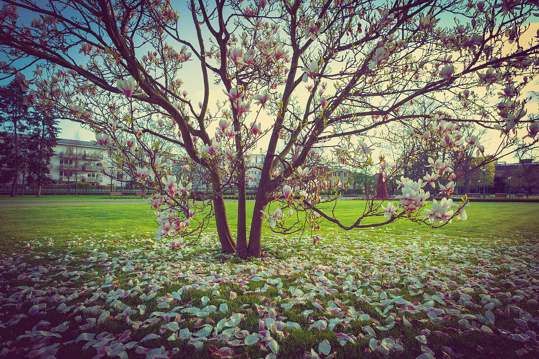 Magnolia tree with petals on the grass