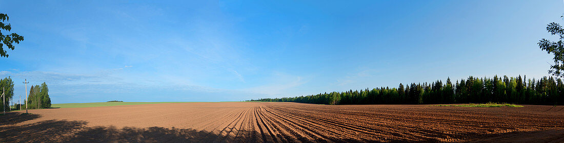 Field and blue sky, panoramic