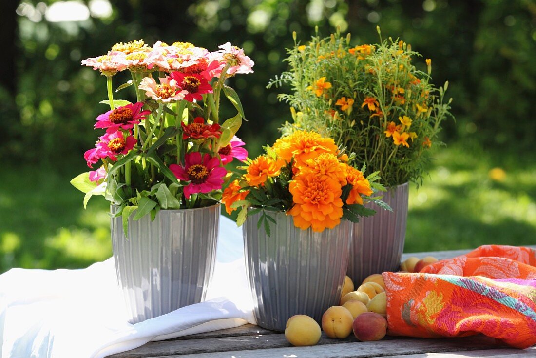 Bunte Blumendekoration mit Tagetes und Zinnias