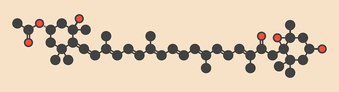 Fucoxanthin molecule, illustration