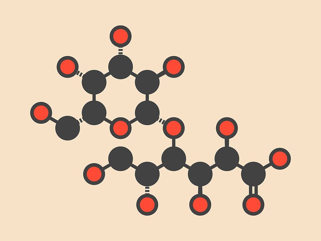 Lactobionic acid molecule, illustration