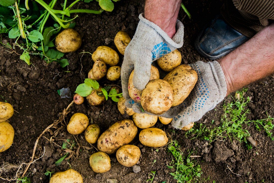 A gardener's hands holding freshly harvested potatoes from the soil