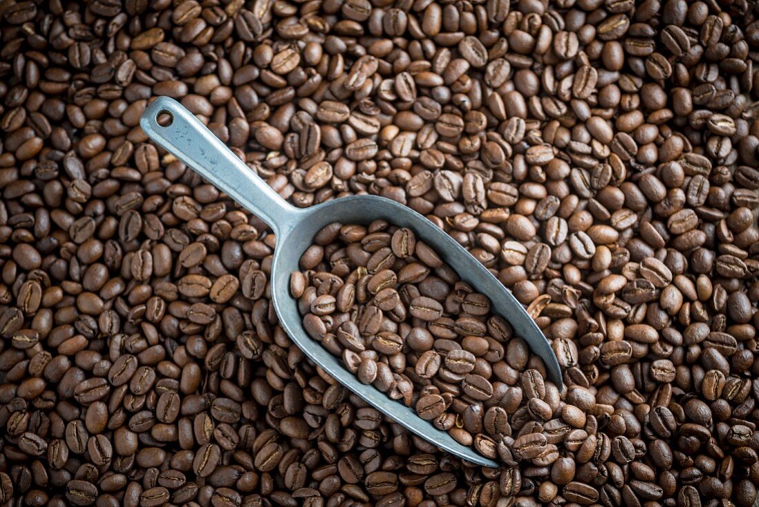 Kaffeebohnen mit Metallschaufel