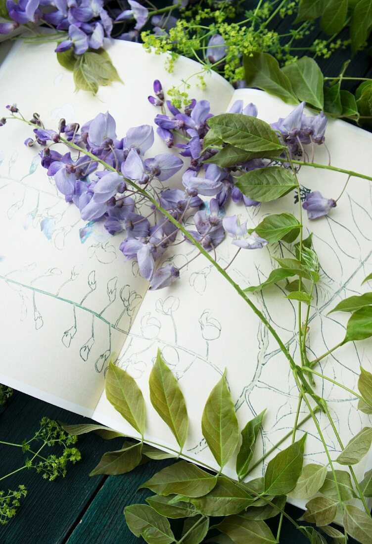Wisteria raceme on sketch book