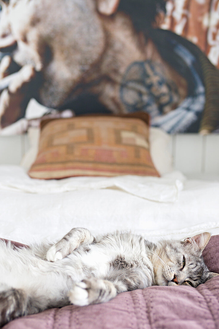 Cat lounging on bed