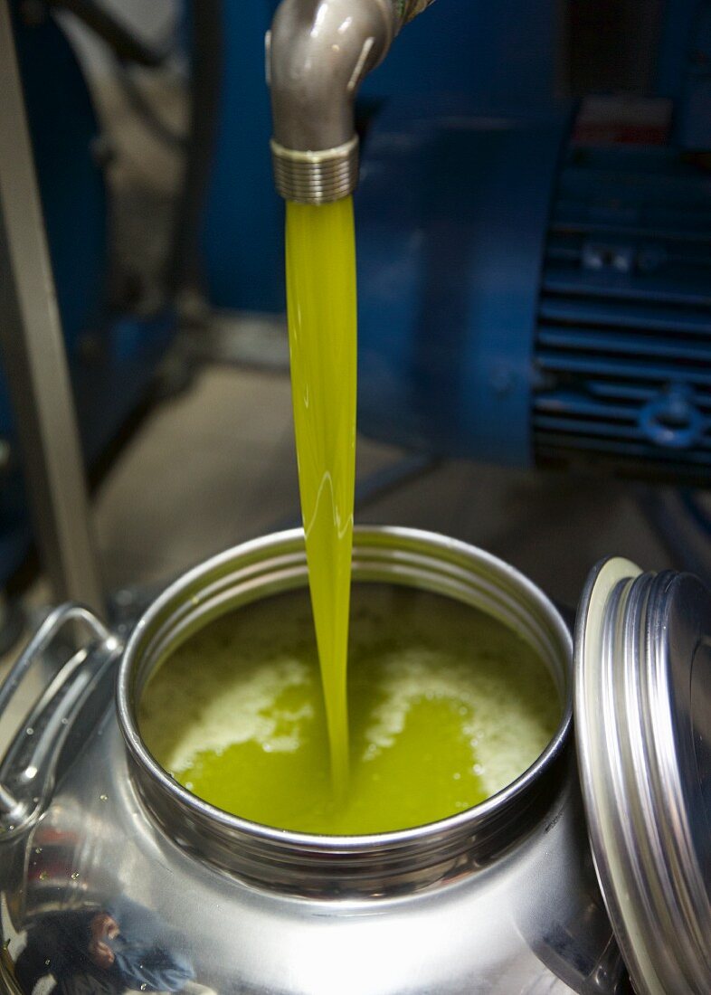 Green olive oil flowing from a press into containers