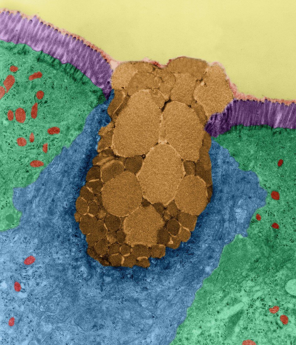 Goblet cell in the lining of the nasal epithelium, TEM