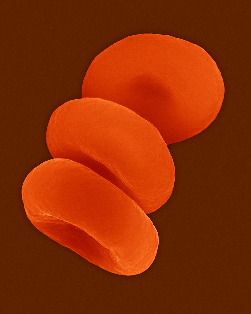 Red blood cells in the Rouleau formation, SEM