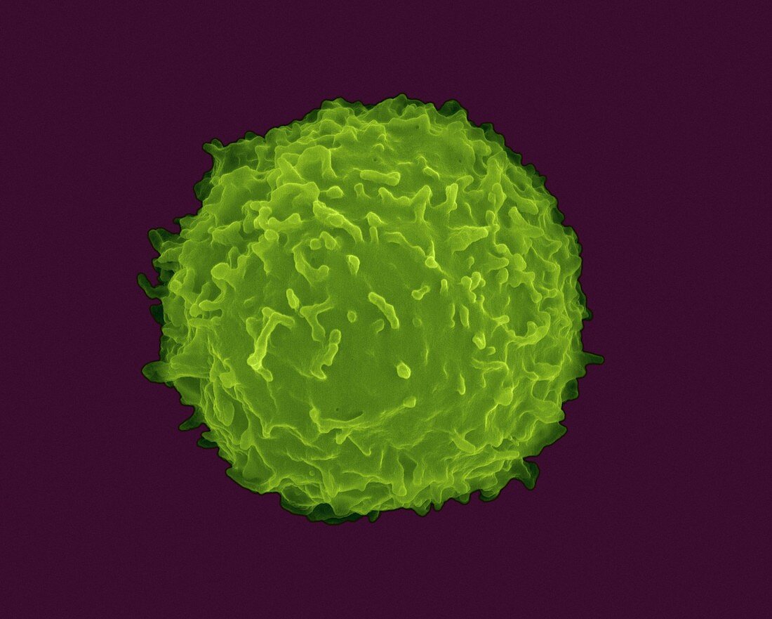 Human T lymphocyte, SEM