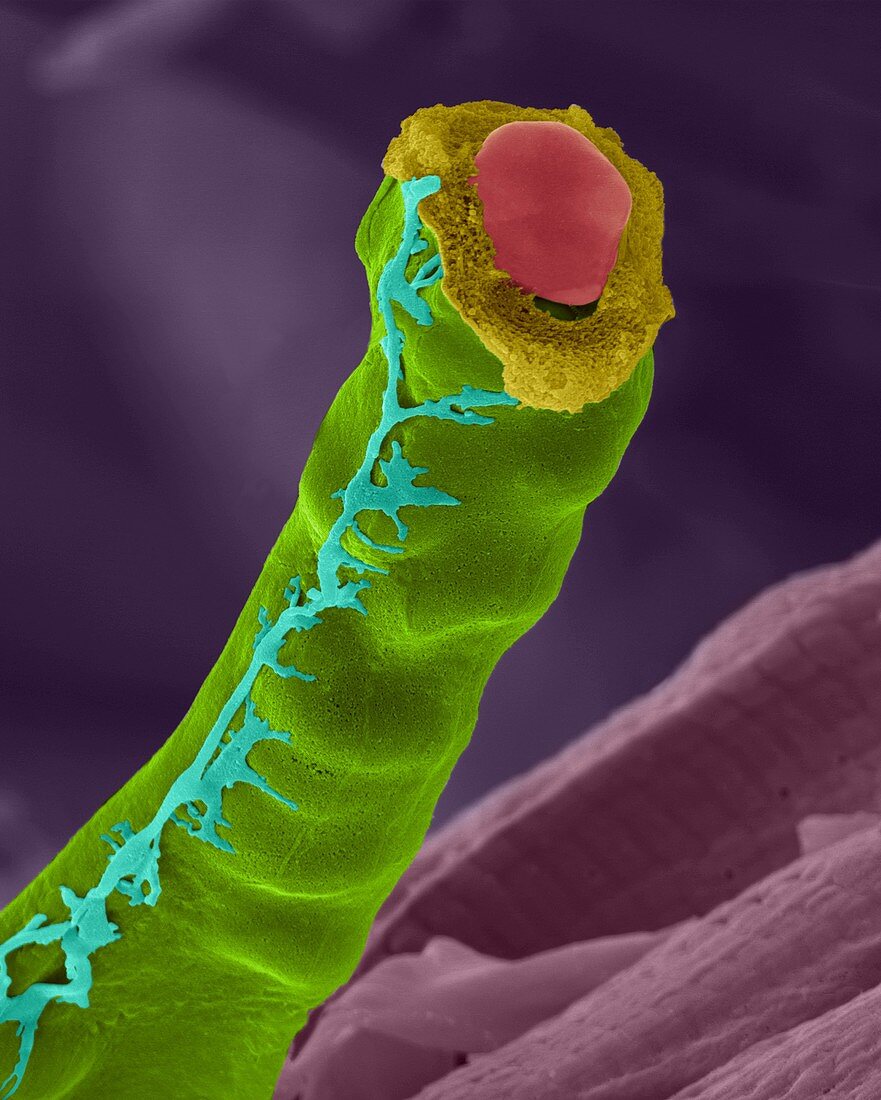 Capillary with red blood cells, SEM