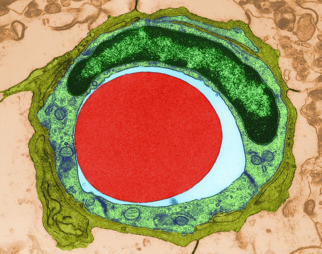 Red blood cell in a tiny capillary, TEM