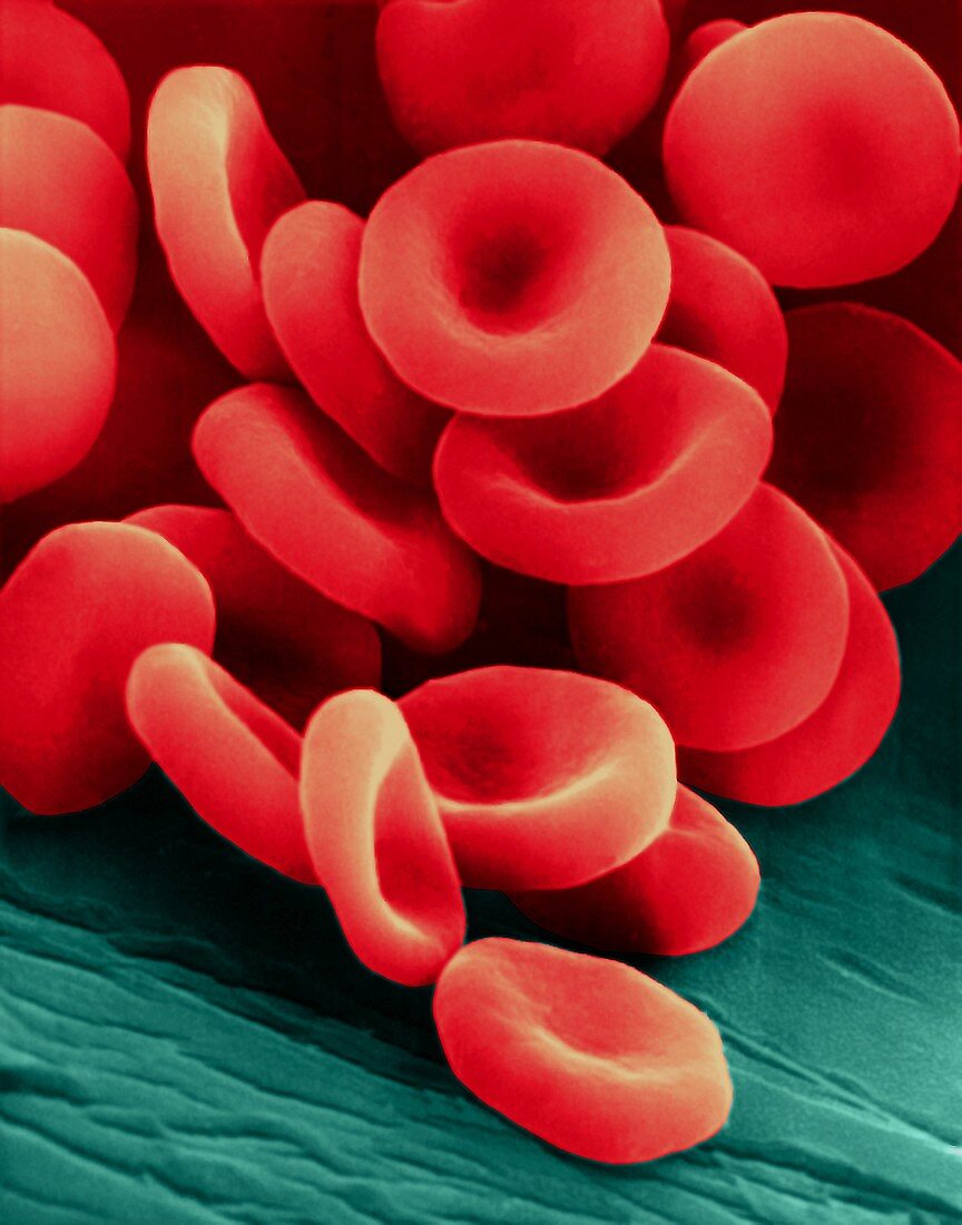 Red blood cells on a blood vessel, SEM