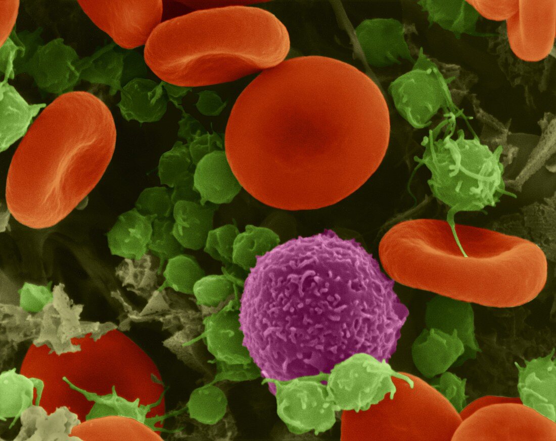 Red blood cells, T lymphocyte and platelets, SEM