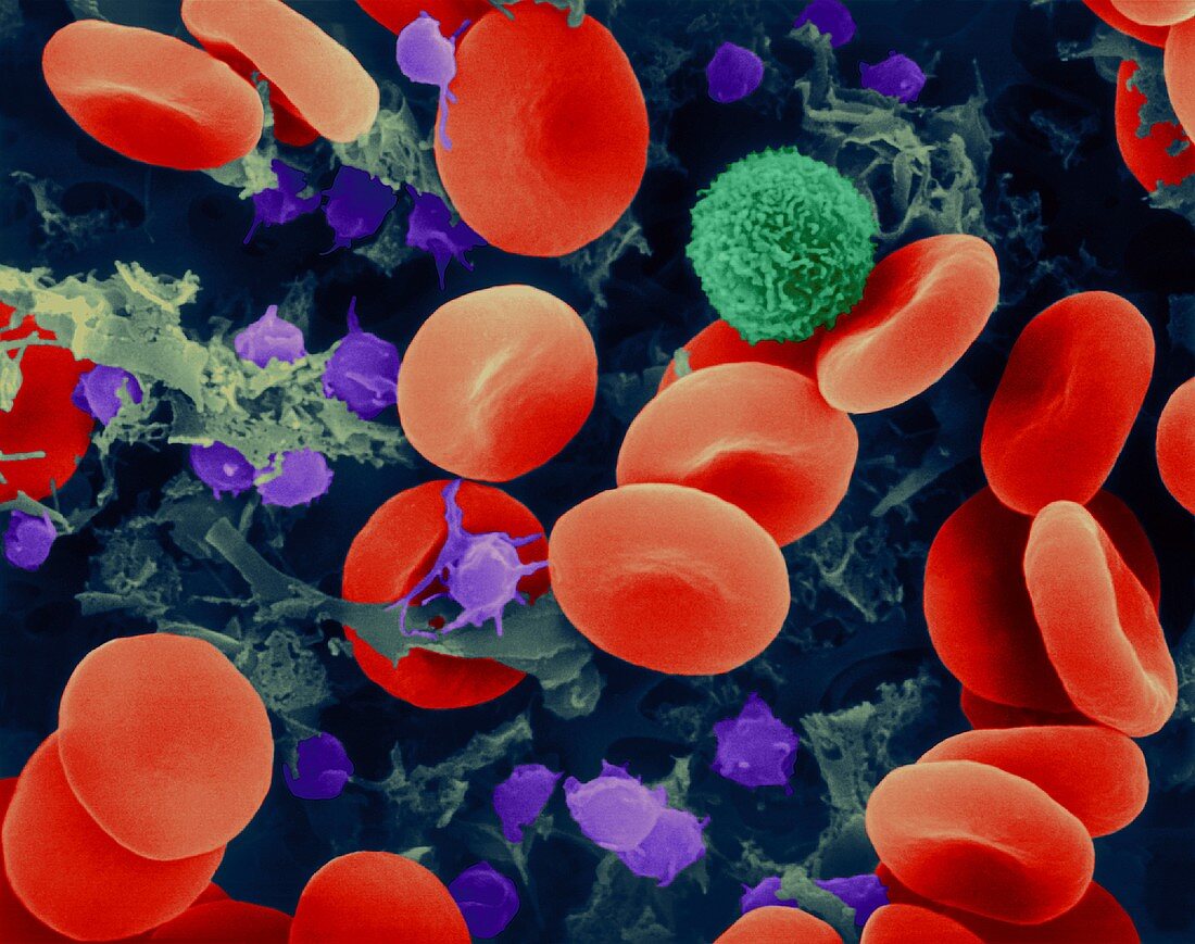 Red blood cells, T lymphocyte and platelets, SEM