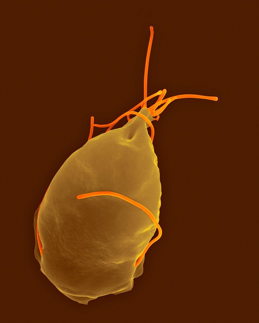 Giardia lamblia, parasitic protozoan, SEM