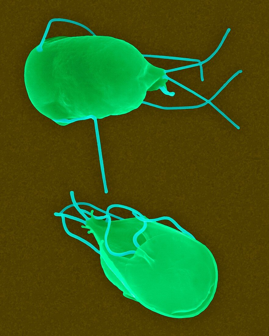 Giardia lamblia parasitic protozoan, SEM