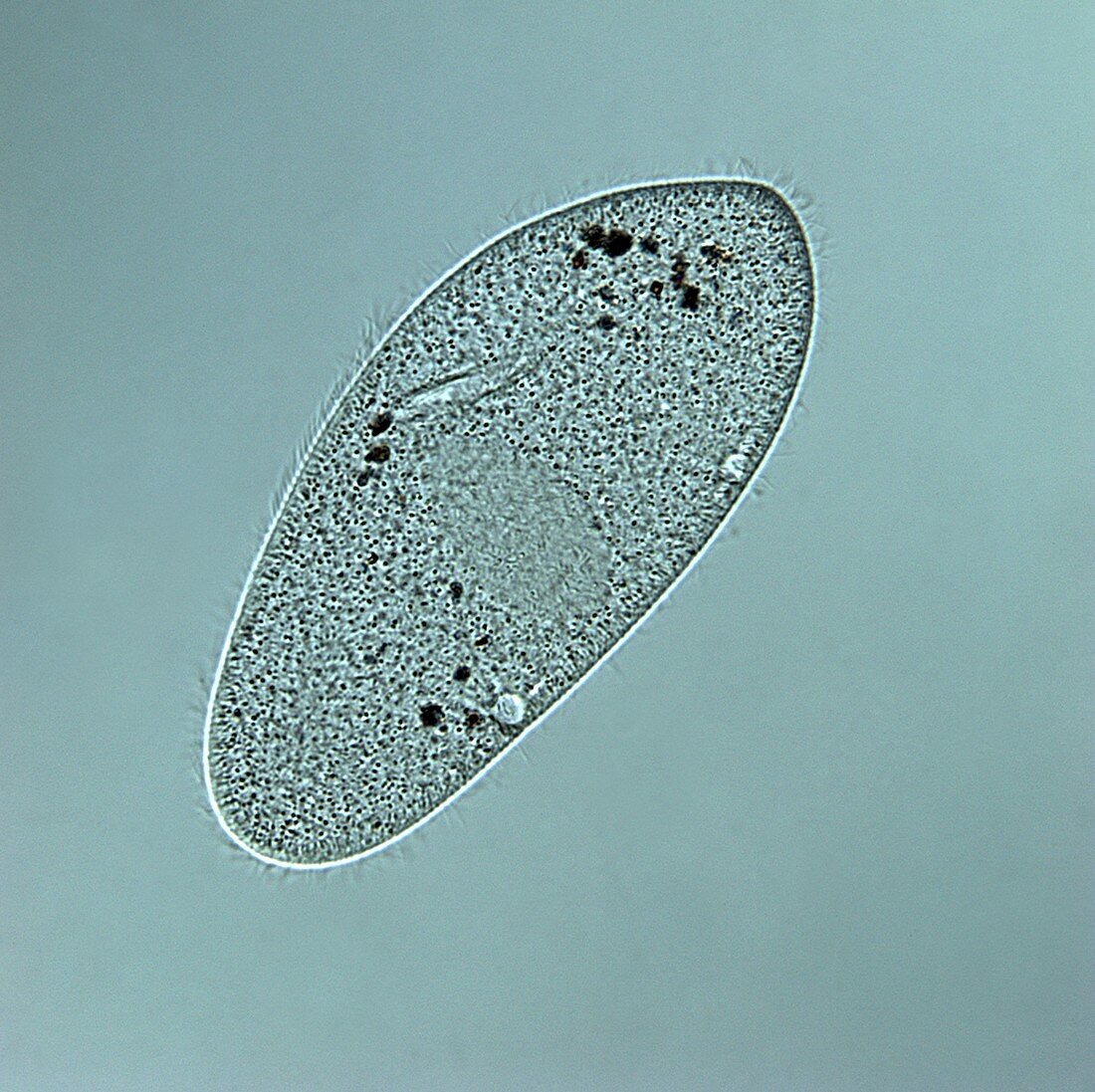 Paramecium multimicronucleatum, LM