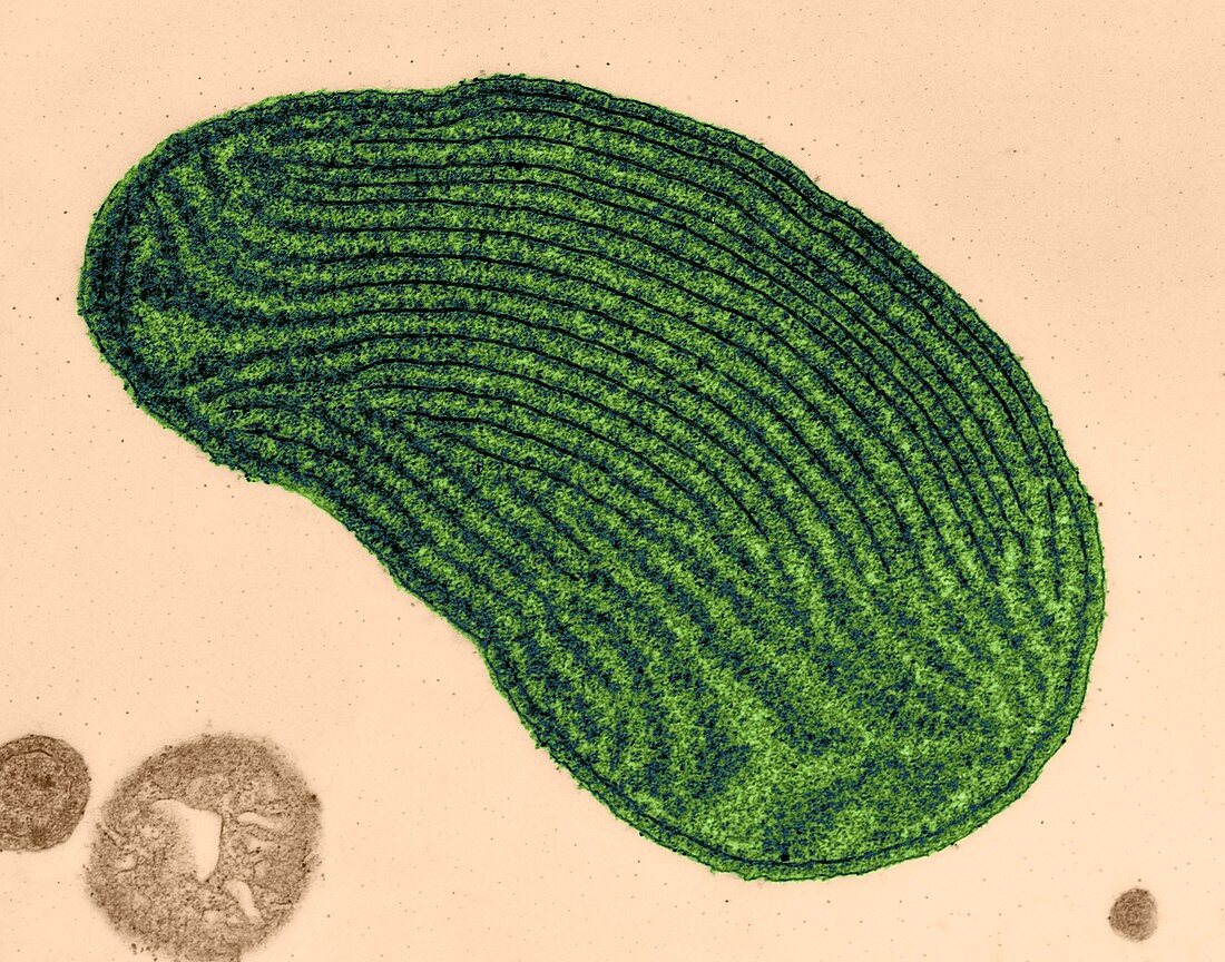 Chloroplast from red alga (Griffithsia sp.), TEM